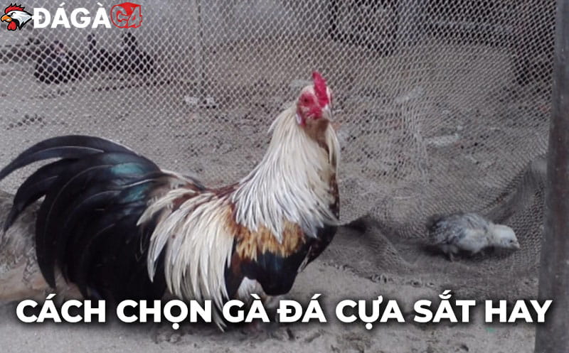 Hướng dẫn cách chọn gà đá cựa sắt hay qua cái nhìn đầu tiên